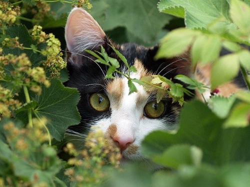 Cat Hiding